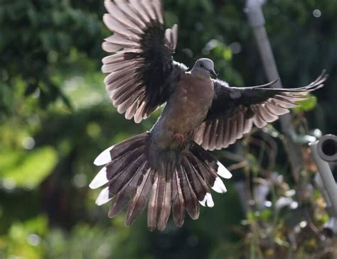 斑鳩死前的徵兆|落難斑鳩寶寶長大了！出門忘回家 聽「阿公愛的呼喚」立刻飛回